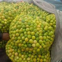 لیمو ترش لیمو آبدار