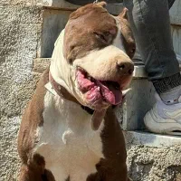 پیتبول استافورد ( وارداتی )