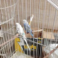 یک جفت مرغ عشق