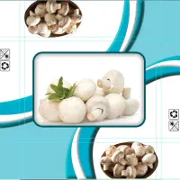 نیروی قارچ چین خانم