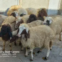 گوسفند نر|حیوانات مزرعه|کوزران, |دیوار