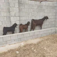 سلام یک عددبزدوقلوبادوکهرنر