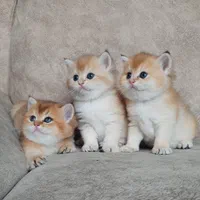 شهر گربه های پشمالو (پرشین بریتیش اسکاتیش)|گربه|اهواز, کیانپارس |دیوار