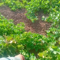 ذرت علوفه ای