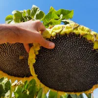 تخمه آفتابگردان درجه ۱