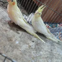 عروس هلندی|پرنده|زاهدان, |دیوار