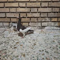 نر یهودی دوری|پرنده|دزفول, |دیوار