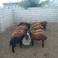 بره های ناب درجه یک نر و ماده