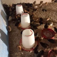 جوجه محلی اصل تضمینی|حیوانات مزرعه|فیروزآباد (فارس), |دیوار