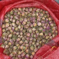 غنچه گل محمدی