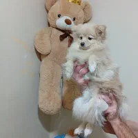 آقا چیکو پامر تربیت شده