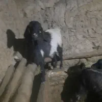 بز ابستن|حیوانات مزرعه|ایجرود, |دیوار