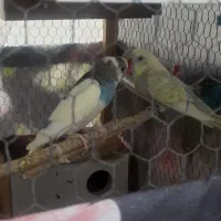 مرغ عشق های رنگابارنگ|پرنده|بابل, |دیوار