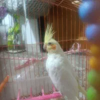 عروس هلندی ماده