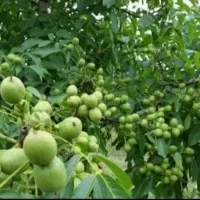 نهالستان سرسبز مهندس عزیزی گلدانی داریم