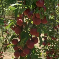 ۶۰ من باغ هلو و سیب|فروش دفتر صنعتی، کشاورزی، تجاری|مراغه, |دیوار