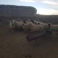 ۲۰راس میش داشتی همه رو مایه