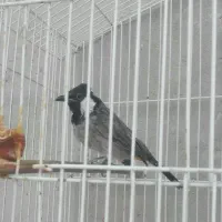 پرنده اهلی|پرنده|بهبهان, |دیوار