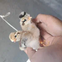 جوجه گلین زیر مرغی اصل .فول کیفیت