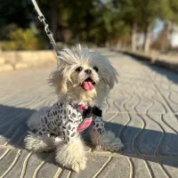 سگ شیتزو عروسکی|سگ|فیروزآباد (فارس), |دیوار