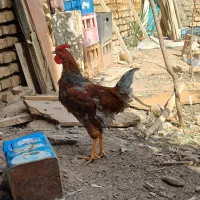 خروس تازه بالغ شده چهل تاج