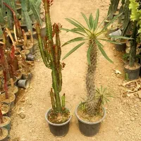 پک ۲ عددی افوربیا و نخل بچه زا کاکتوس