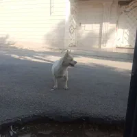 شیوا اشپیتز ماده|سگ|محمدیه-قزوین, |دیوار