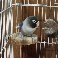 طوطی برزیلی