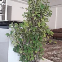 گل‌مرجان‌زینتی‌