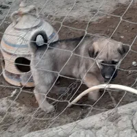 واگذاری سگ پژدر سرابی نگهبان گله توله