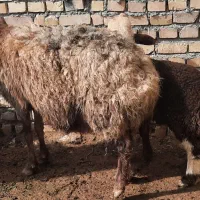 میش درجه یک با بره بزرگ نر|حیوانات مزرعه|مشهد, توس فردوسی|دیوار