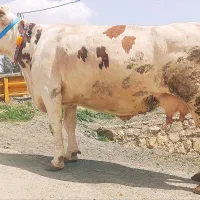 گاو بایه خانه دار