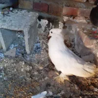 سه عدد کبوتر|پرنده|نوده خاندوز, |دیوار