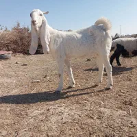 گوسفند|حیوانات مزرعه|زابل, |دیوار