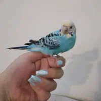 مرغ عشق ماده