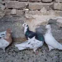 کفتر پرشی