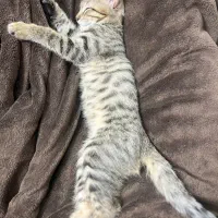 واگذاری گربه