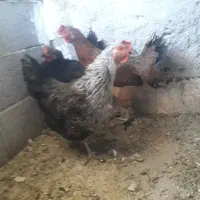 مرغ بومی تخم گذار|حیوانات مزرعه|خمینی‌شهر, |دیوار