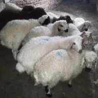 20راس بره بفروش میرسد