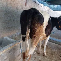 گوساله 2 ساله پرواری|حیوانات مزرعه|دره شهر, |دیوار