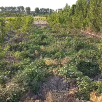 زمین-عباس-اباد