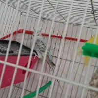 یک جفت مرغ عشق سالم|پرنده|مشهد, فریزی|دیوار