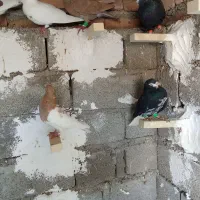 فروش کبوتررنگی