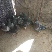 کبوتر کفتر سبز و کوهی و خطی|پرنده|کوه چنار, |دیوار