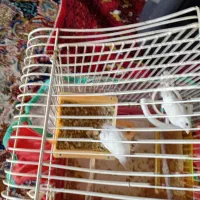 فنچ بنگالی.سهره ماده