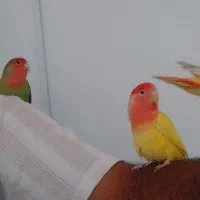 جفت طوطی کوتوله برزیلی ... رام، دستی و بسیار زیبا|پرنده|جهرم, |دیوار