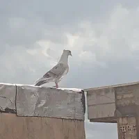 کفتر کبوتر پشت دار رنگی شهرستانی