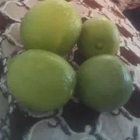 فروش لیمو