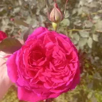 نهال گل محمدی