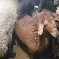 بره نروماده میش وشیشک شالی
